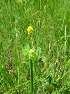Lucerna nerkowata - Medicago lupulina