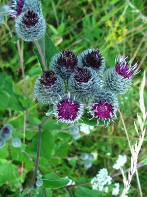 Łopian mniejszy - Arctium minus, Lappa minor