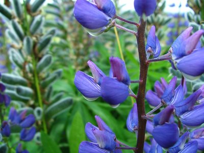 Łubin trwały - Lupinus polyphyllus