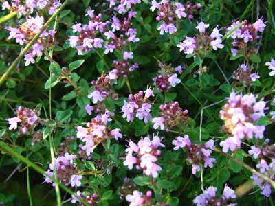 Macierzanka piaskowa - Thymus serpyllum