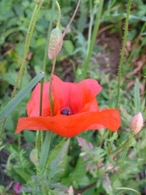 Mak polny - Papaver rhoeas