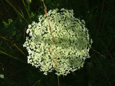 Marchew zwyczajna - Daucus carota