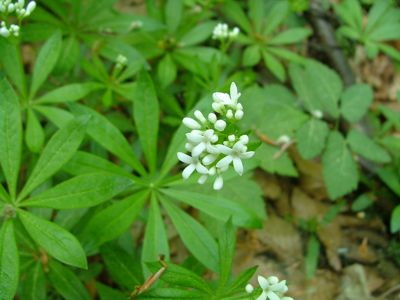 Marzanka wonna - Asperula odorata