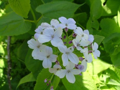 Miesięcznica trwała (Miesiącznica trwała) - Lunaria rediviva L.