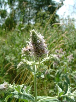 Mięta długolistna - Mentha longifolia