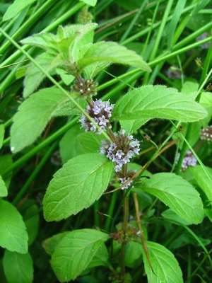 Mięta polna - Mentha arvensis