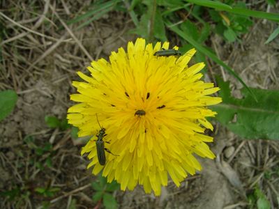 Mniszek pospolity - Taraxacum officinale
