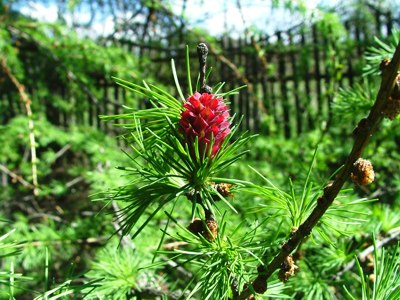 Modrzew europejski - Larix decidua