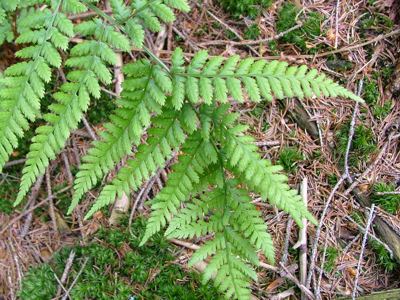 Narecznica krótkoostna - Dryopteris spinulosa