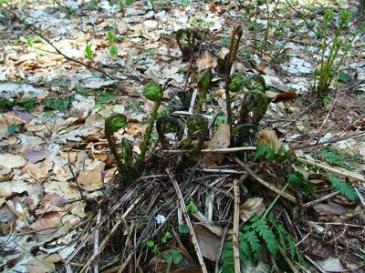Narecznica samcza - Dryopteris filix-mas