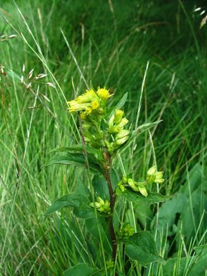 Nawłoć alpejska - Solidago alpestris