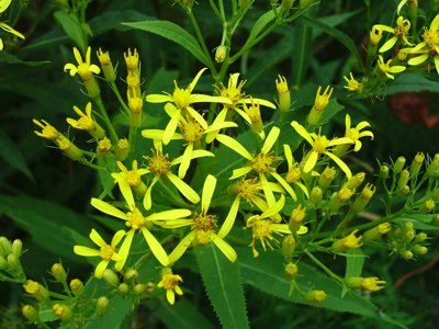 Nawłoć pospolita - Solidago virgaurea
