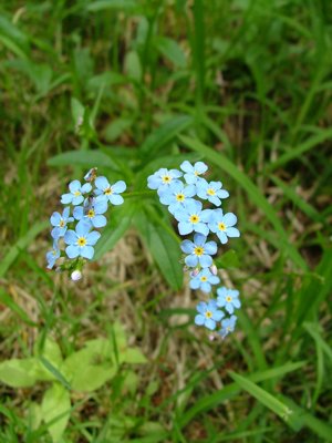 Niezapominajka błotna - Myosotis palustris