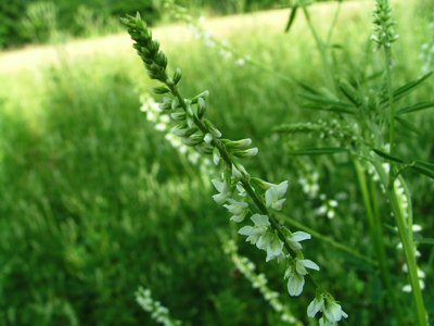 Nostrzyk biały - Melilotus albus