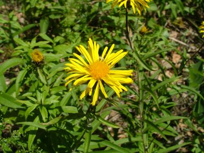 Oman wierzbolistny - Inula salicina