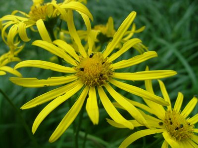 Omieg górski - Doronicum austriacum
