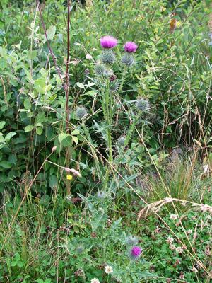 Ostrożeń lancetowaty - Cirsium vulgare