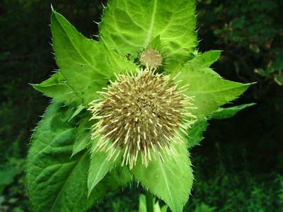 Ostrożeń warzywny - Cirsium oleraceum