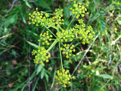 Pasternak zwyczajny - Pastinaca sativa