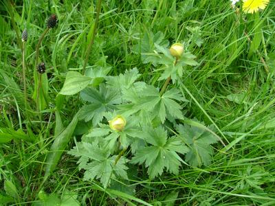 Pełnik europejski - Trollius europaeus