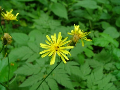 Pępawa błotna - Crepis paludosa