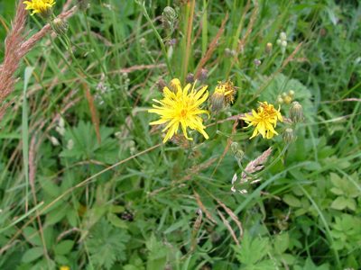Pępawa dwuletnia - Crepis biennis