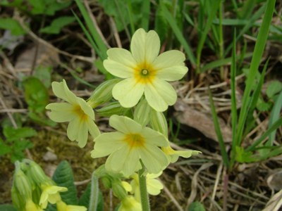 Pierwiosnka lekarska - Primula veris, P. officinalis