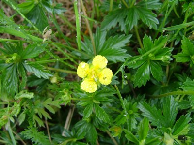 Pięciornik kurze ziele - Potentilla erecta