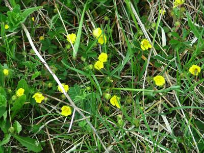 Pięciornik rozłogowy - Potentilla reptans
