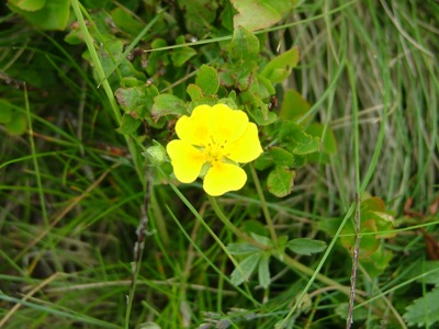 Pięciornik złoty - Potentilla aurea