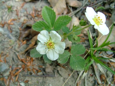 Poziomka pospolita - Fragaria vesca