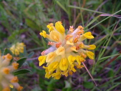 Przelot pospolity - Anthyllis vulneraria