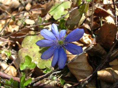 Przylaszczka pospolita - Hepatica nobilis (Hepatica triloba)