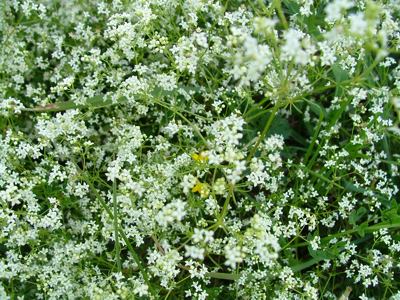 Przytulia pospolita - Galium mollugo
