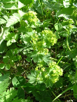 Przywrotnik pospolity - Alchemilla vulgaris
