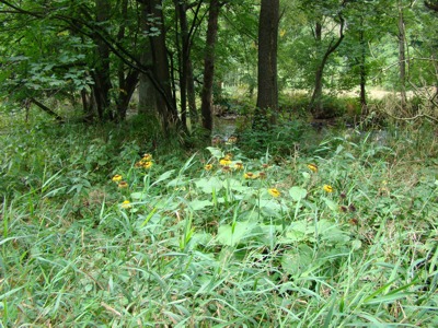 Smotrawa okazała - Telekia speciosa