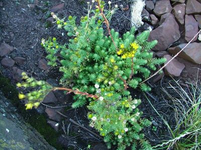 Rozchodnik ostry - Sedum acre