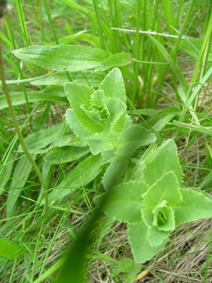 Rozchodnik wielki - Sedum telephium, S. maximum