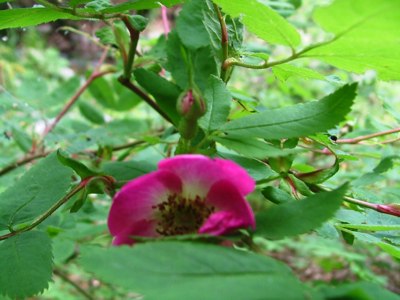 Róża alpejska - Rosa pendulina