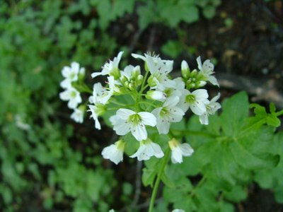 Rukiew wodna - Nasturtium officinale