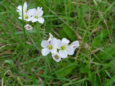 Rzeżucha łąkowa - Cardamine pratensis