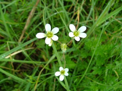 Skalnica ziarenkowata - Saxifraga granulata