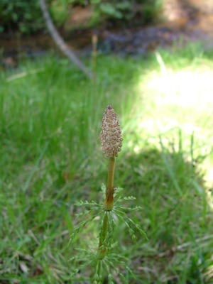 Skrzyp leśny - Equisetum silvaticum
