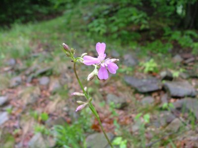 Smółka pospolita - Lychnis viscaria