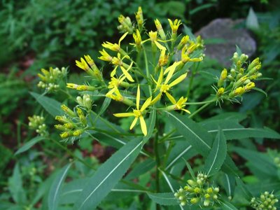 Starzec gajowy - Senecio nemorensis
