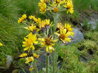 Starzec nadpotokowy - Senecio rivularis