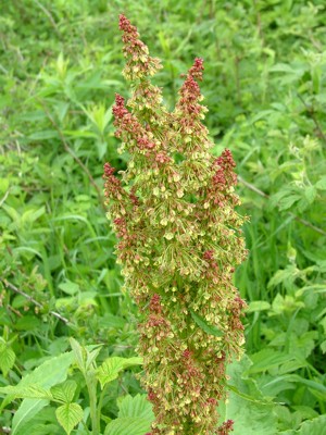 Szczaw alpejski - Rumex alpinus