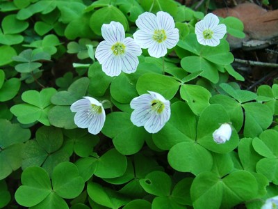 Szczawik zajęczy - Oxalis acetosella