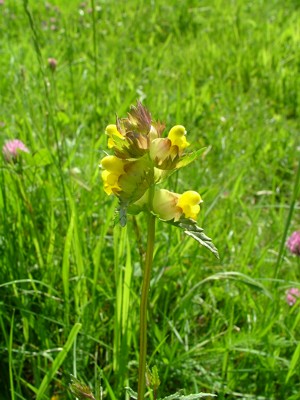 Szelężnik większy - Rhinanthus serotinus