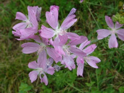 Ślaz zygmarek - Malva alcea